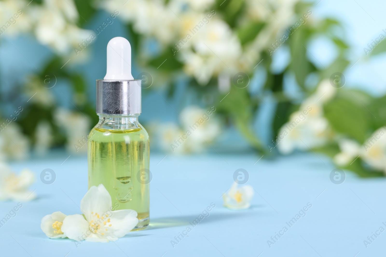 Photo of Essential oil in bottle and beautiful jasmine flowers on light blue background, closeup. Space for text