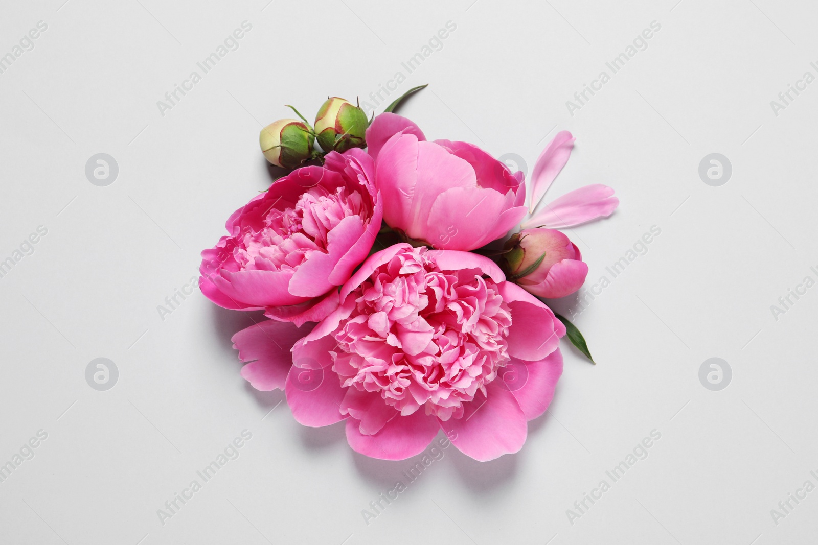 Photo of Beautiful peony flowers on light background, top view