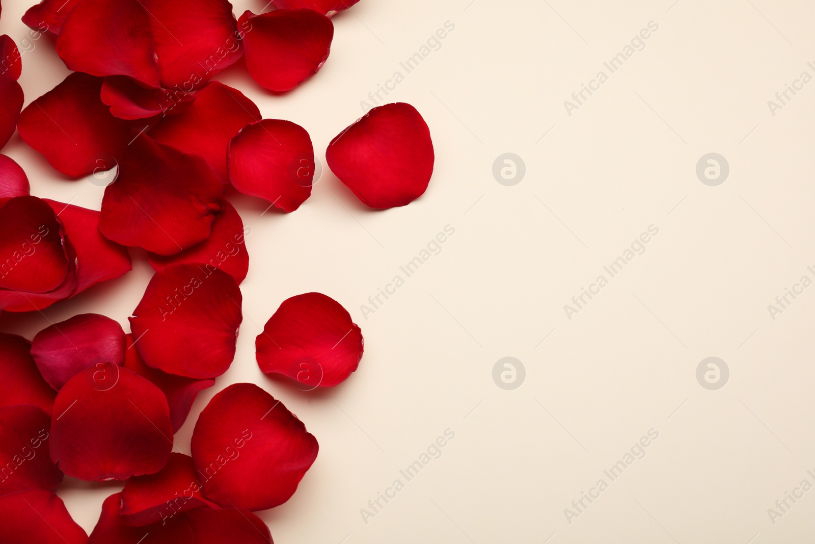 Photo of Red rose petals on beige background, top view. Space for text