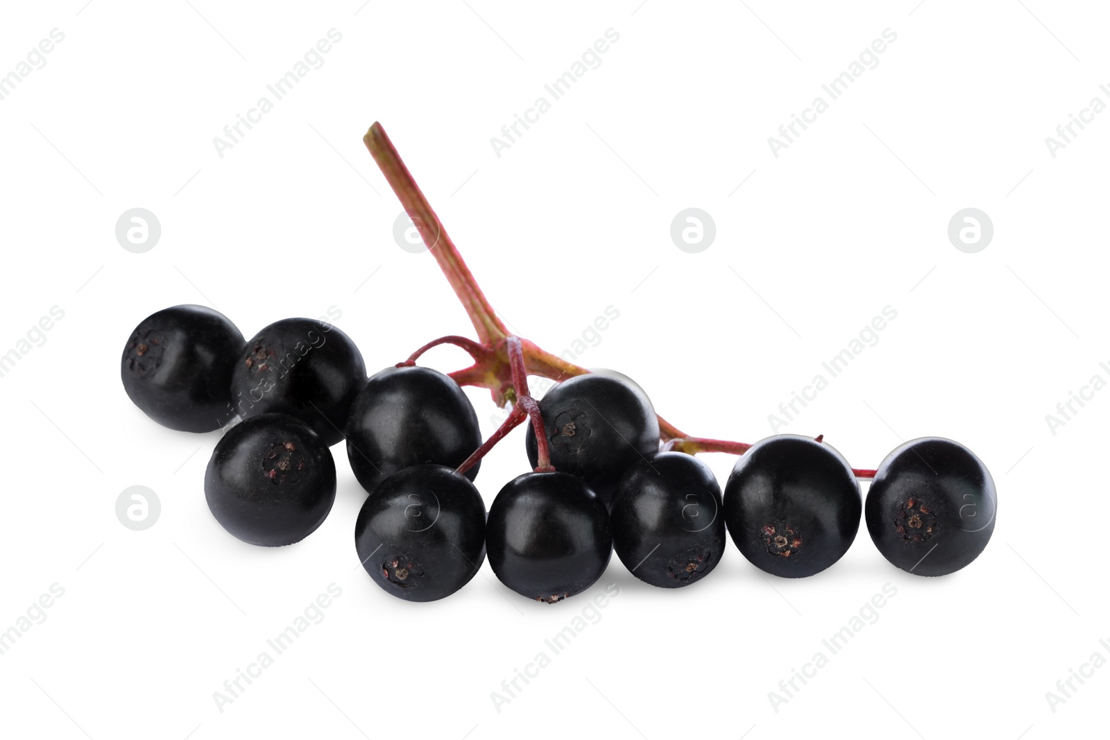 Photo of Cluster of elderberries (Sambucus) isolated on white