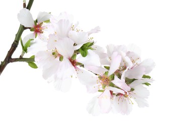 Beautiful blossoming tree branch with flowers isolated on white. Spring season