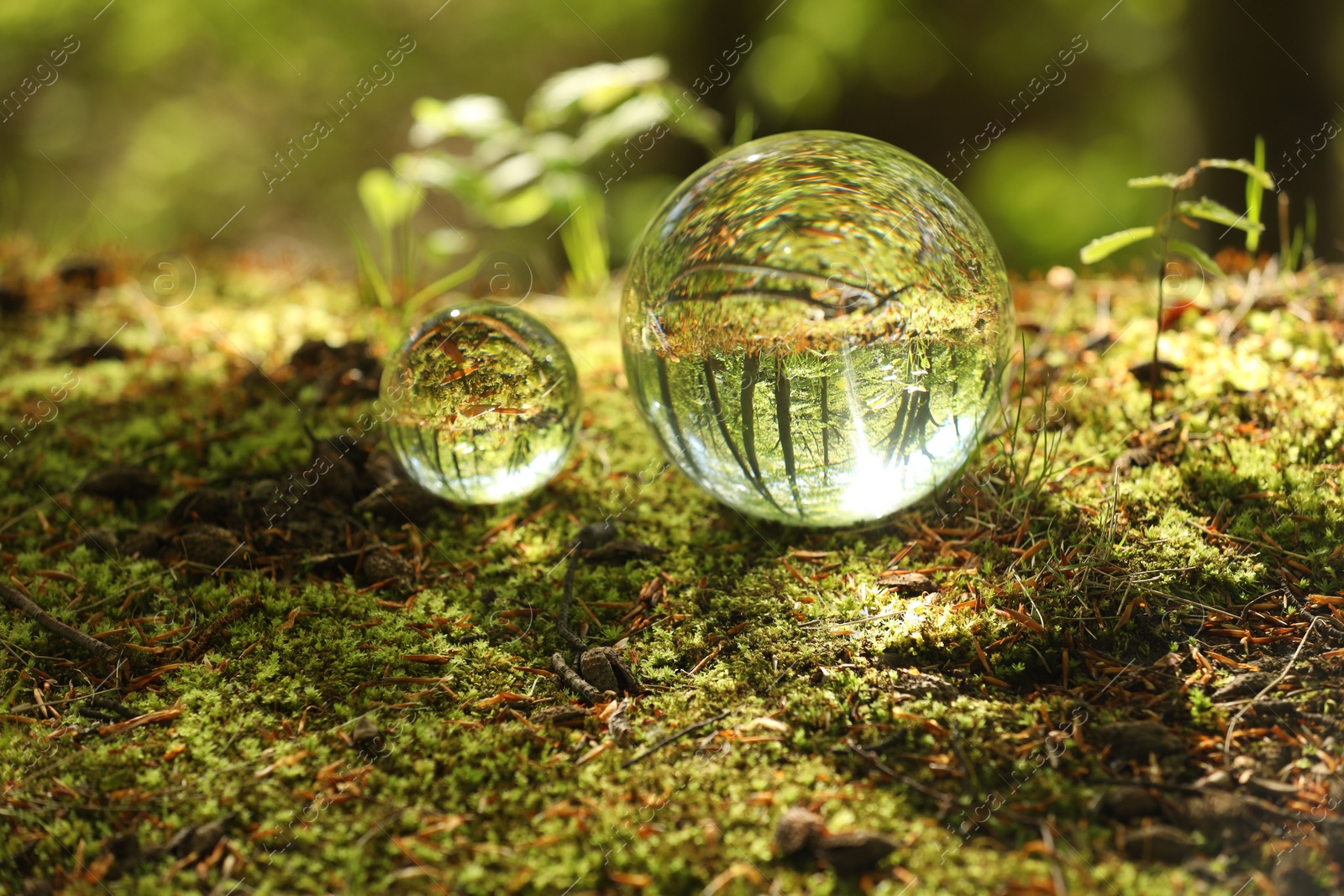 Photo of Beautiful green trees outdoors, overturned reflection. Crystal balls in forest