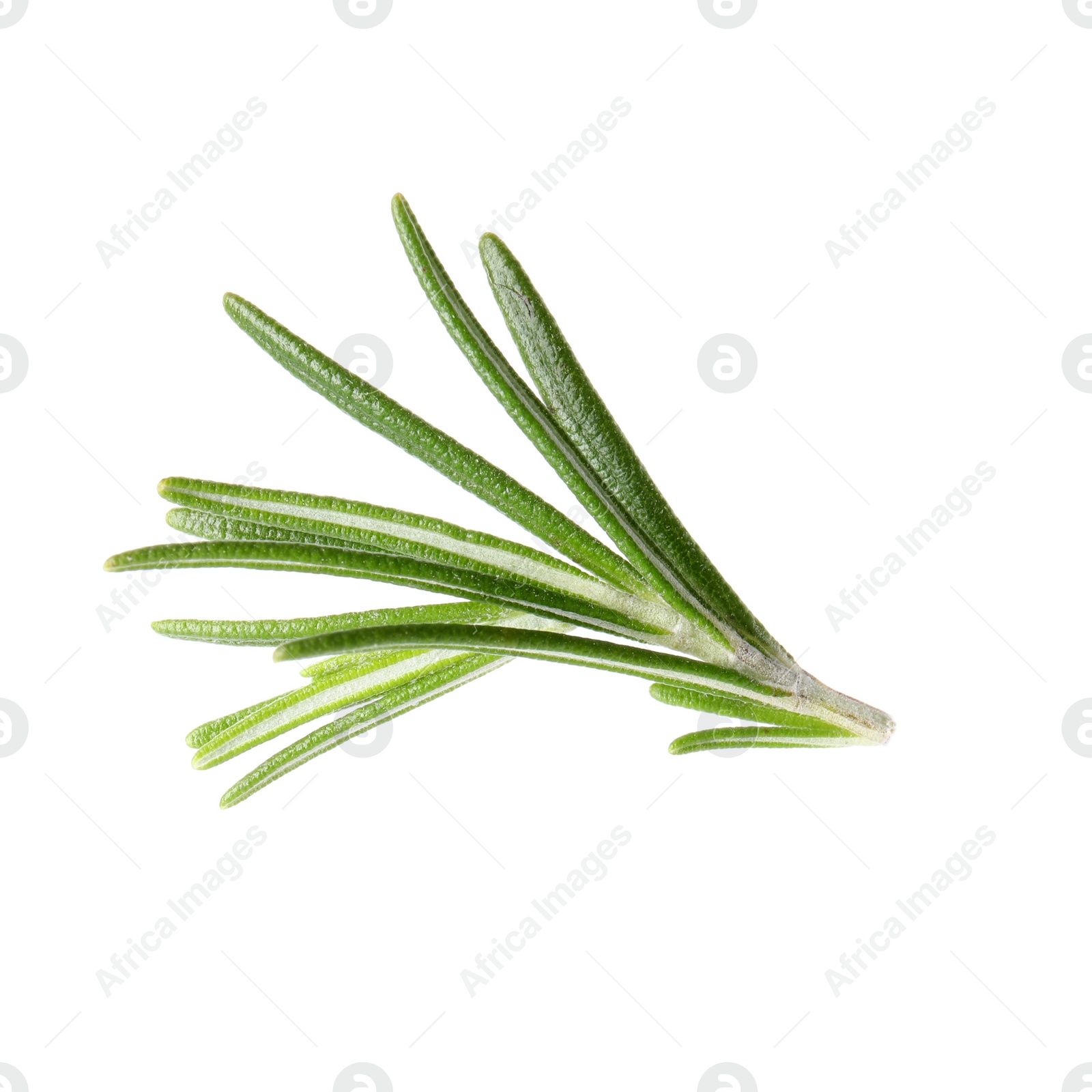 Photo of Fresh green rosemary leaves on white background