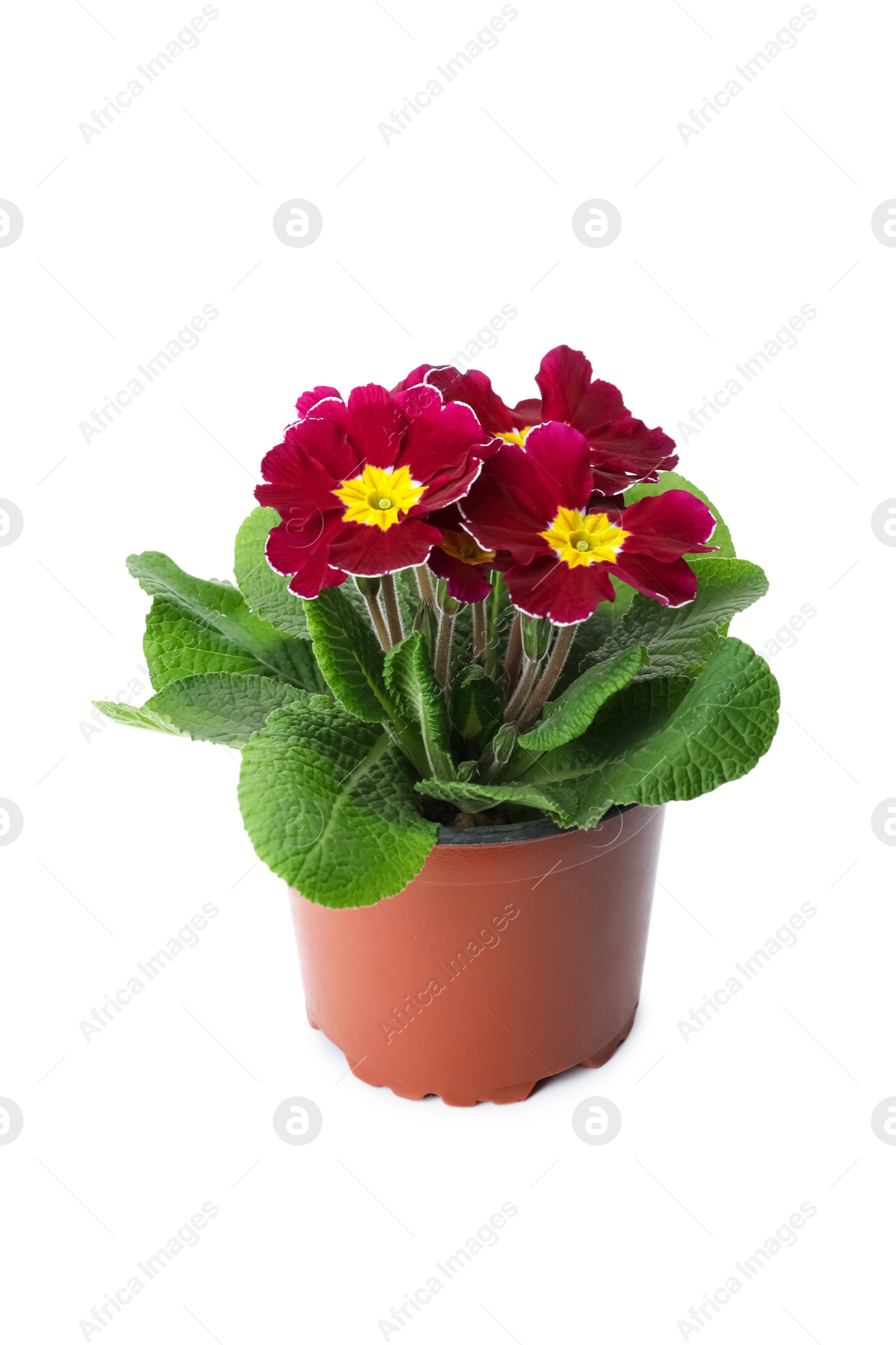 Photo of Beautiful primula (primrose) plant with red flowers isolated on white. Spring blossom