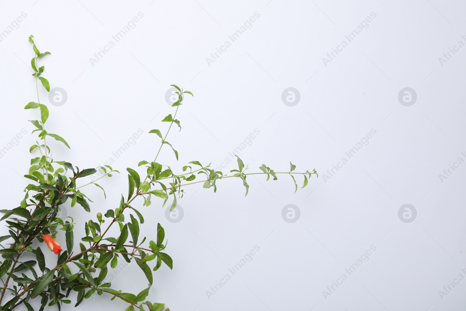 Photo of Pomegranate branches with green leaves and flower on white background, flat lay. Space for text