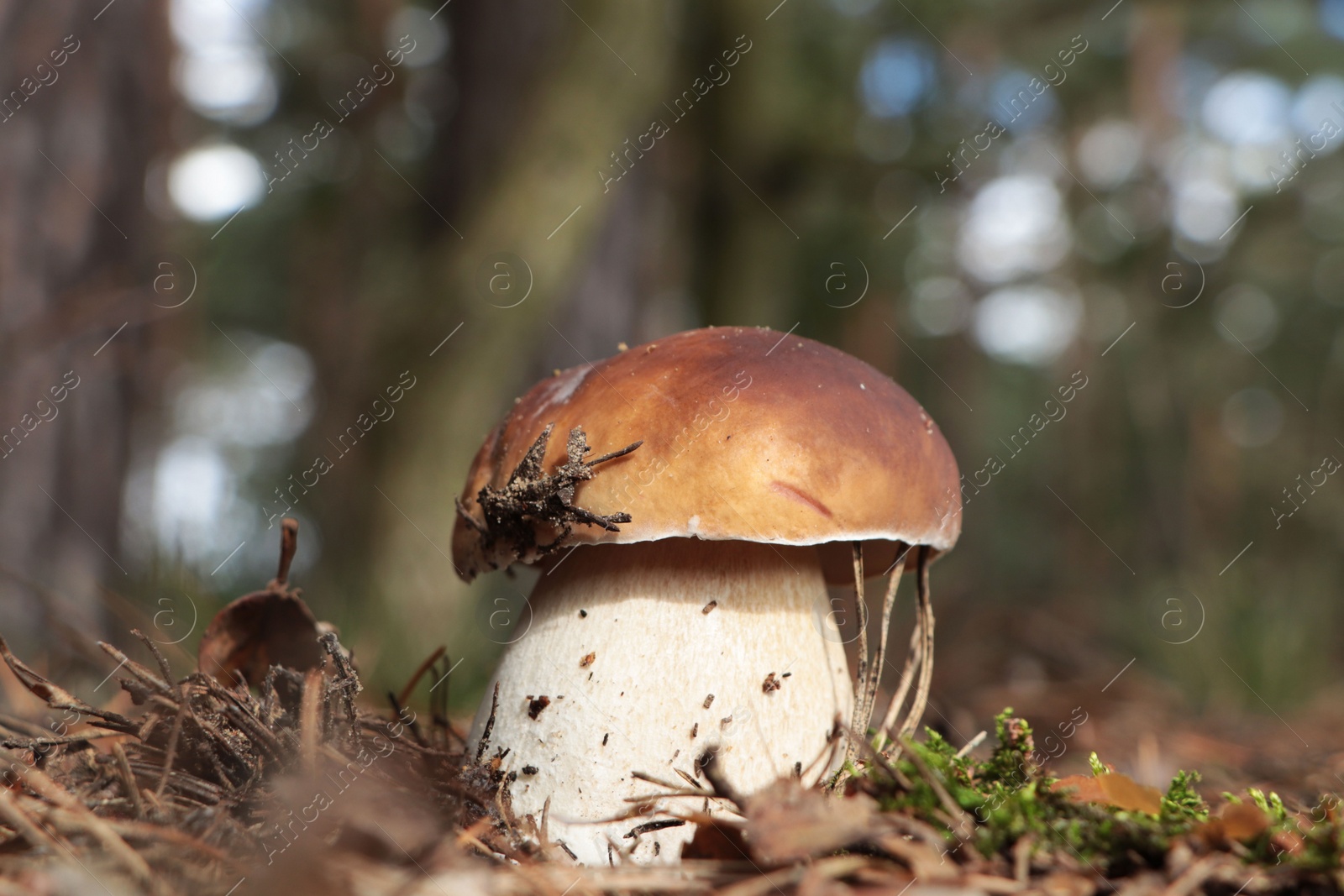 Photo of Beautiful porcini mushroom growing in forest on autumn day