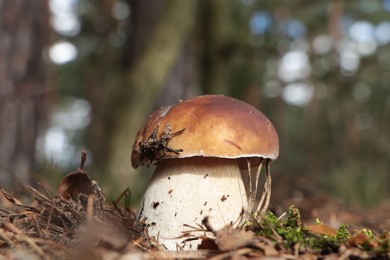 Beautiful porcini mushroom growing in forest on autumn day