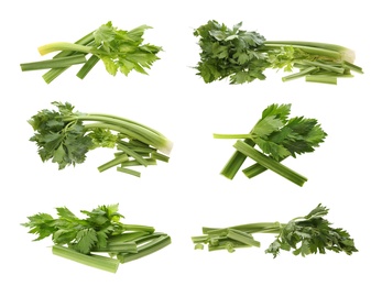 Collage with fresh green celery on white background