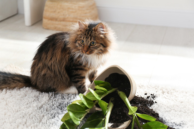 Cat near overturned houseplant on light carpet at home