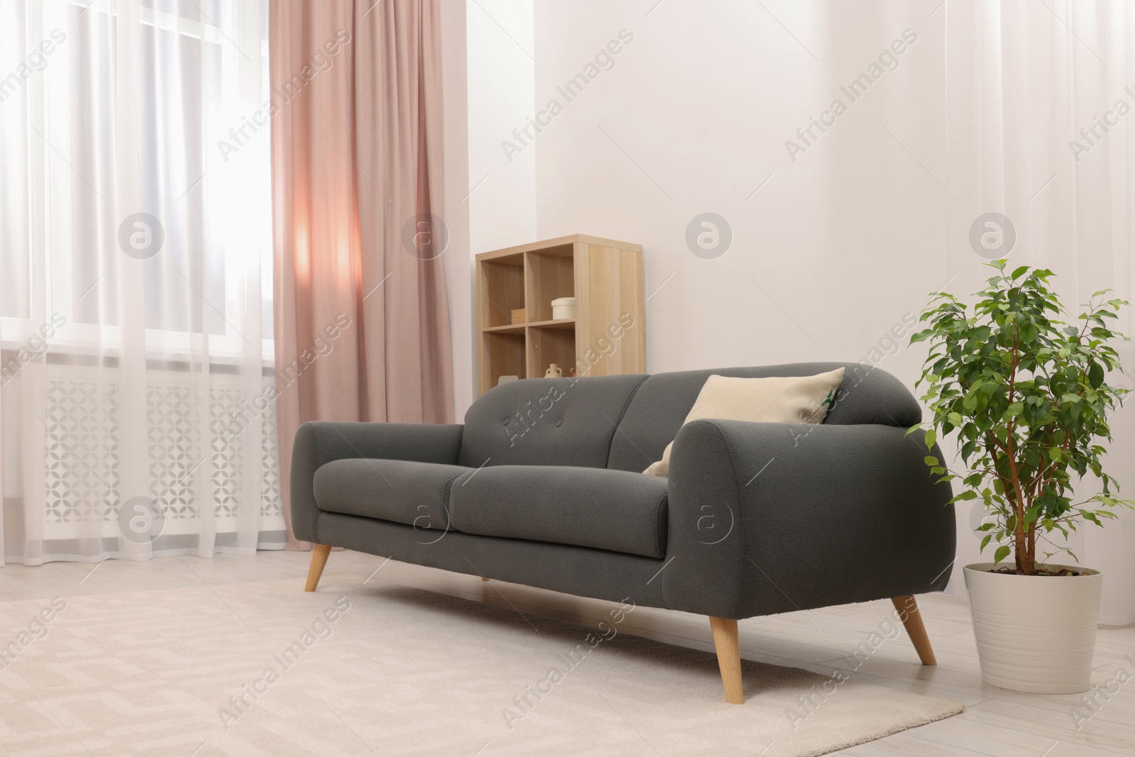 Photo of Stylish sofa and houseplant in room. Interior design