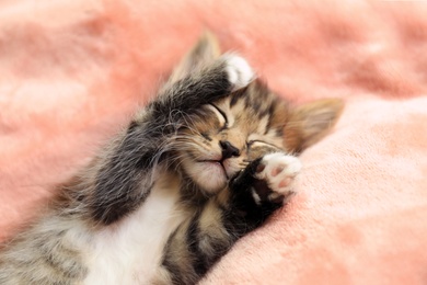 Photo of Cute sleeping little kitten on pink blanket