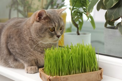 Photo of Cute cat near fresh green grass on windowsill indoors