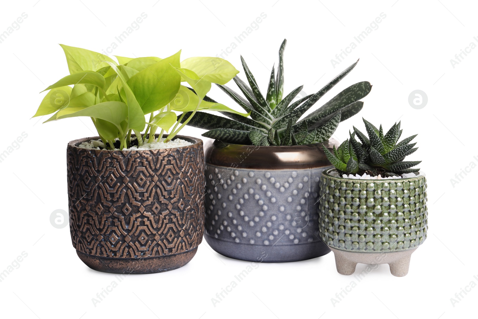 Photo of Different house plants in pots isolated on white