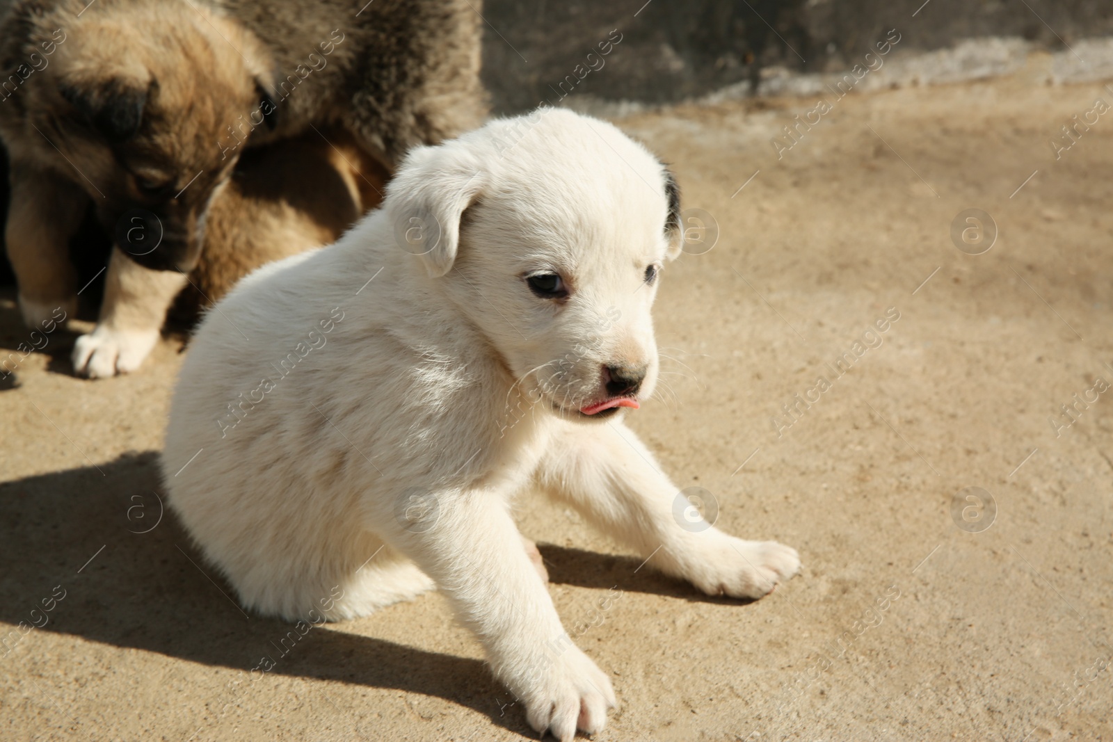 Photo of Stray puppies outdoors on sunny day. Baby animals