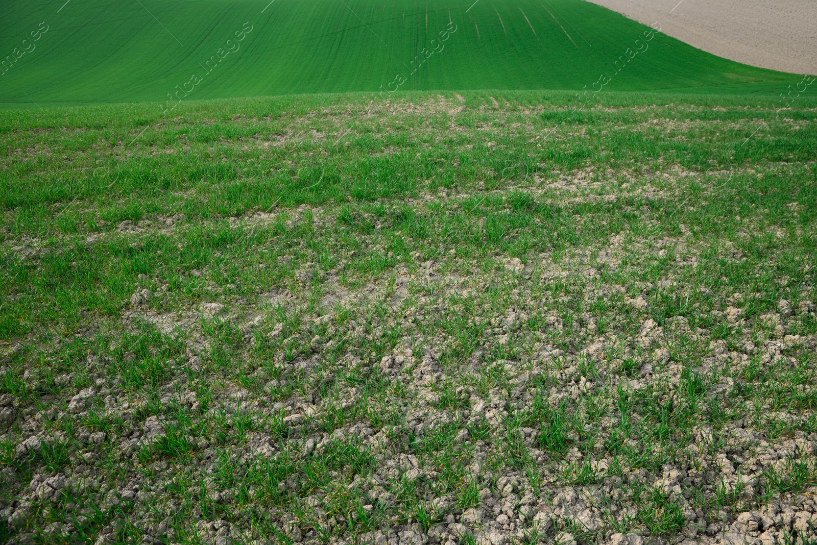 Photo of Clay soil field with lush green grass