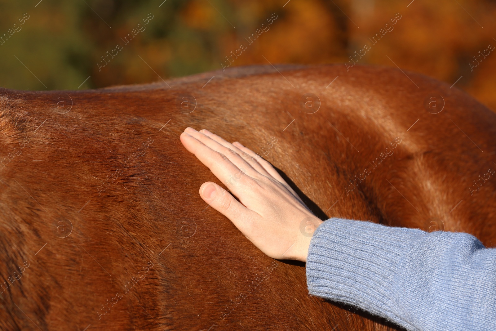 Photo of Woman petting beautiful horse outdoors on sunny day, closeup