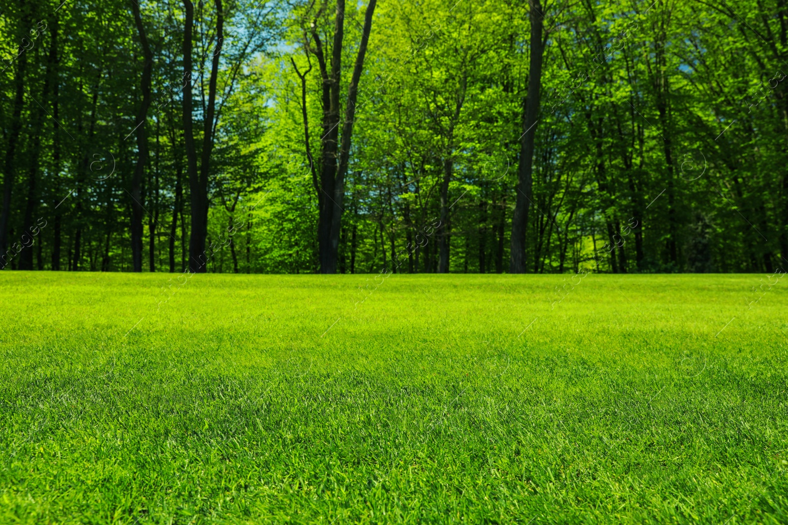 Photo of Beautiful view of landscape with fresh green grass and trees outdoors