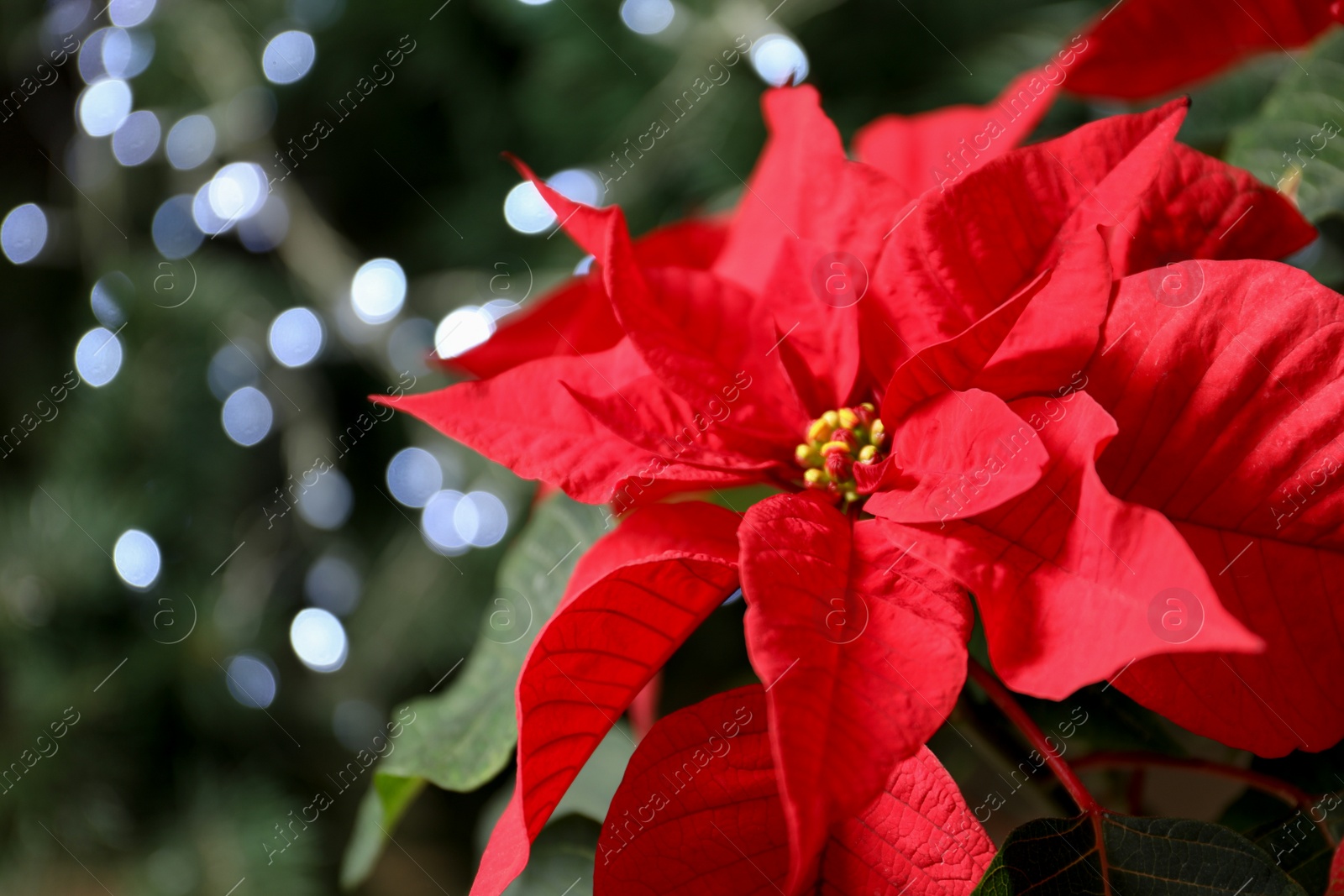 Photo of Beautiful poinsettia on blurred background. Traditional Christmas flower