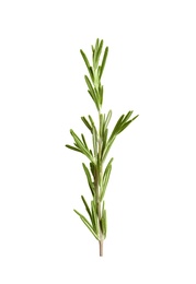 Photo of Fresh rosemary on white background