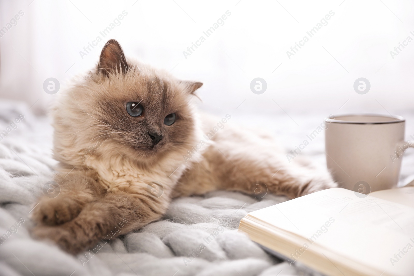 Photo of Birman cat, book and cup of drink on knitted blanket at home. Cute pet