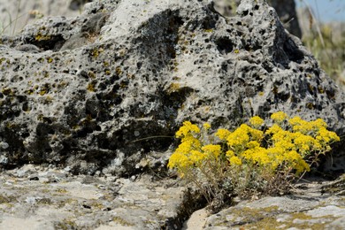 Photo of Beautiful blooming wild plant growing through crack in stone outdoors on sunny day