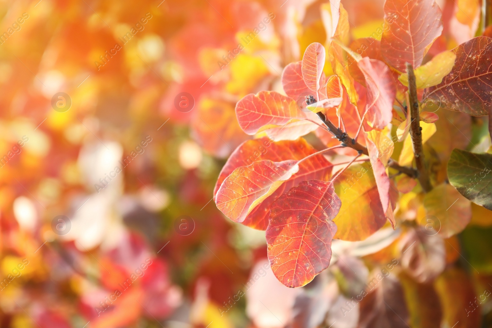 Photo of Bright leaves on sunny autumn day, outdoors. Space for text