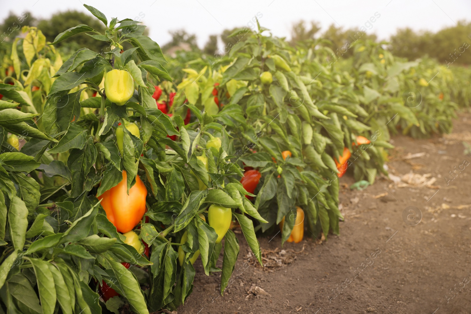 Photo of Bell pepper bushes in field. Harvesting time