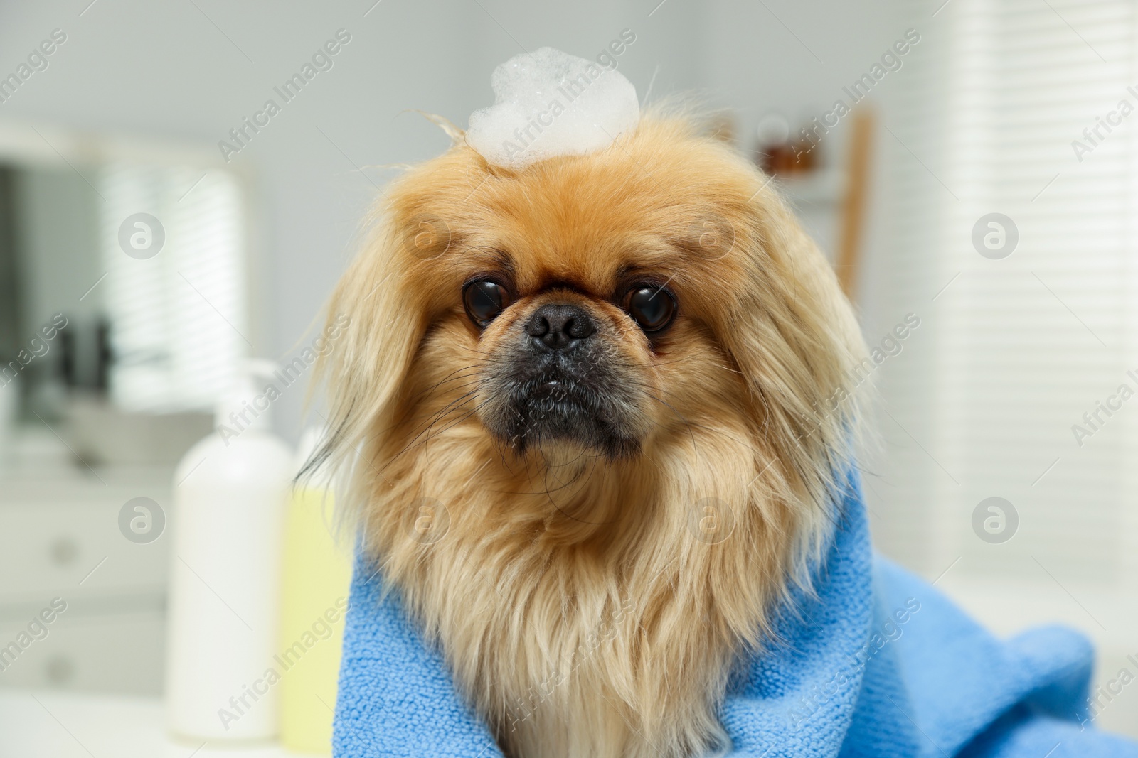 Photo of Cute Pekingese dog with towel and shampoo bubbles in bathroom. Pet hygiene