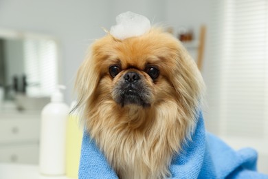 Photo of Cute Pekingese dog with towel and shampoo bubbles in bathroom. Pet hygiene