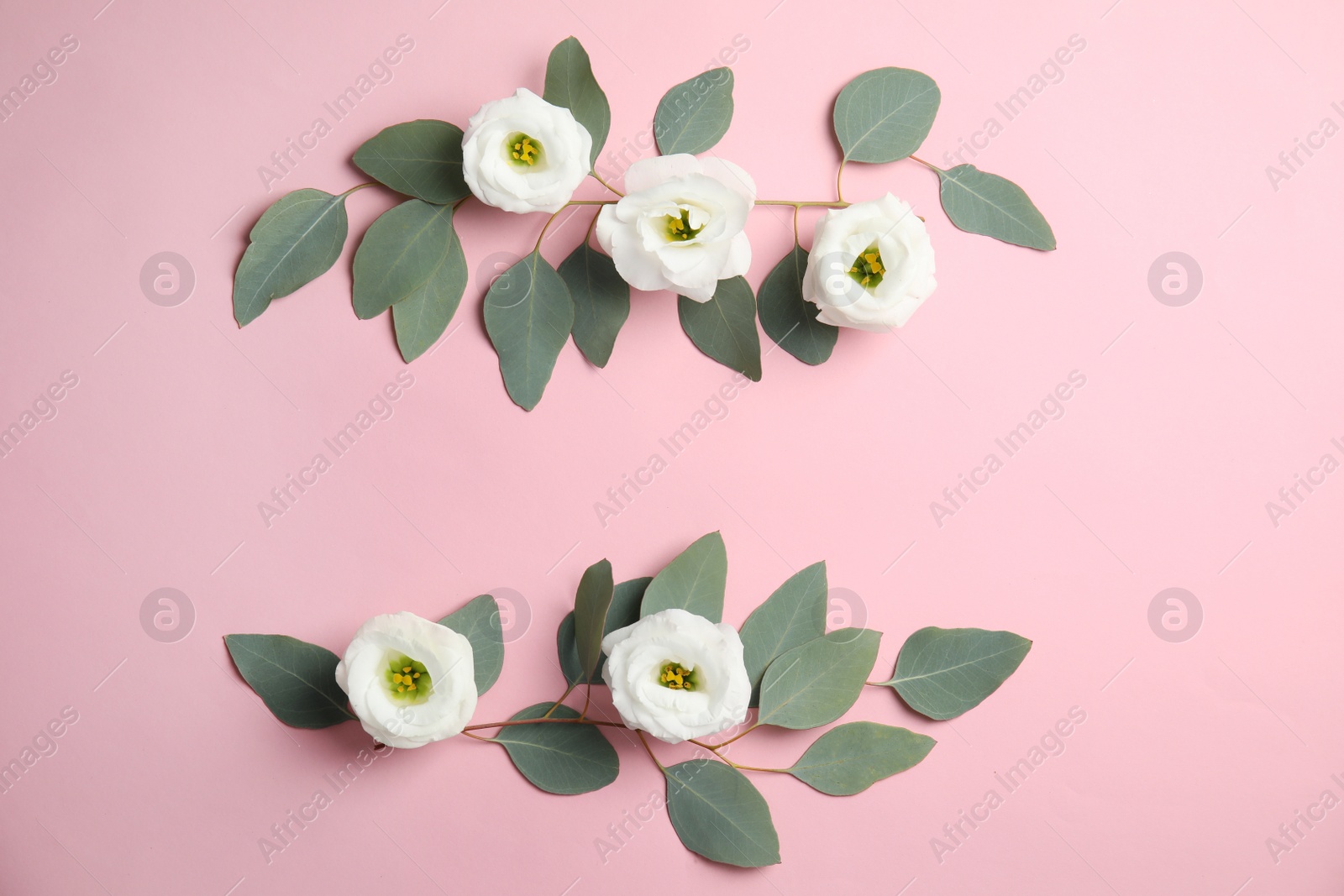 Photo of Eucalyptus branches with fresh green leaves and flowers on color background. Flat lay composition with space for design