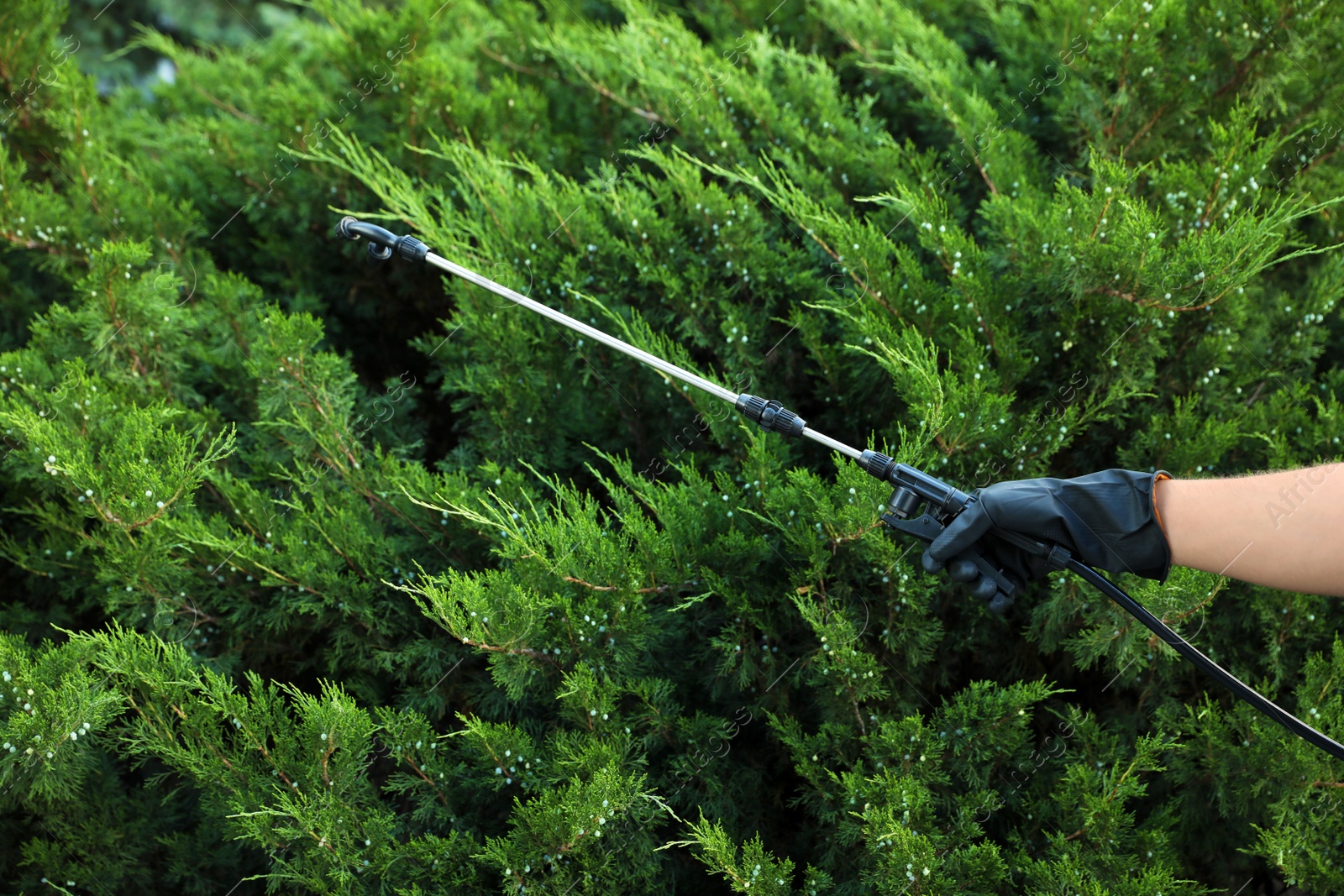 Photo of Worker spraying pesticide onto green bush outdoors, closeup. Pest control