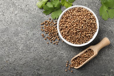 Photo of Dried coriander seeds with green leaves in bowl and scoop on gray textured table, flat lay. Space for text