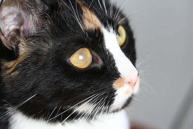 Cute cat with corneal opacity in eye on blurred background, closeup