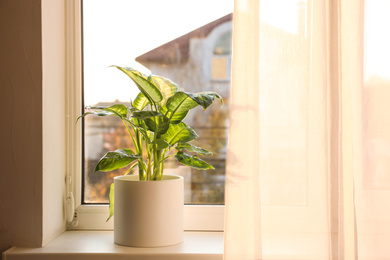 Photo of Dieffenbachia plant on window sill at home. Space for text
