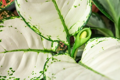 Photo of Aglaonema with beautiful leaves as background, closeup. Tropical plant