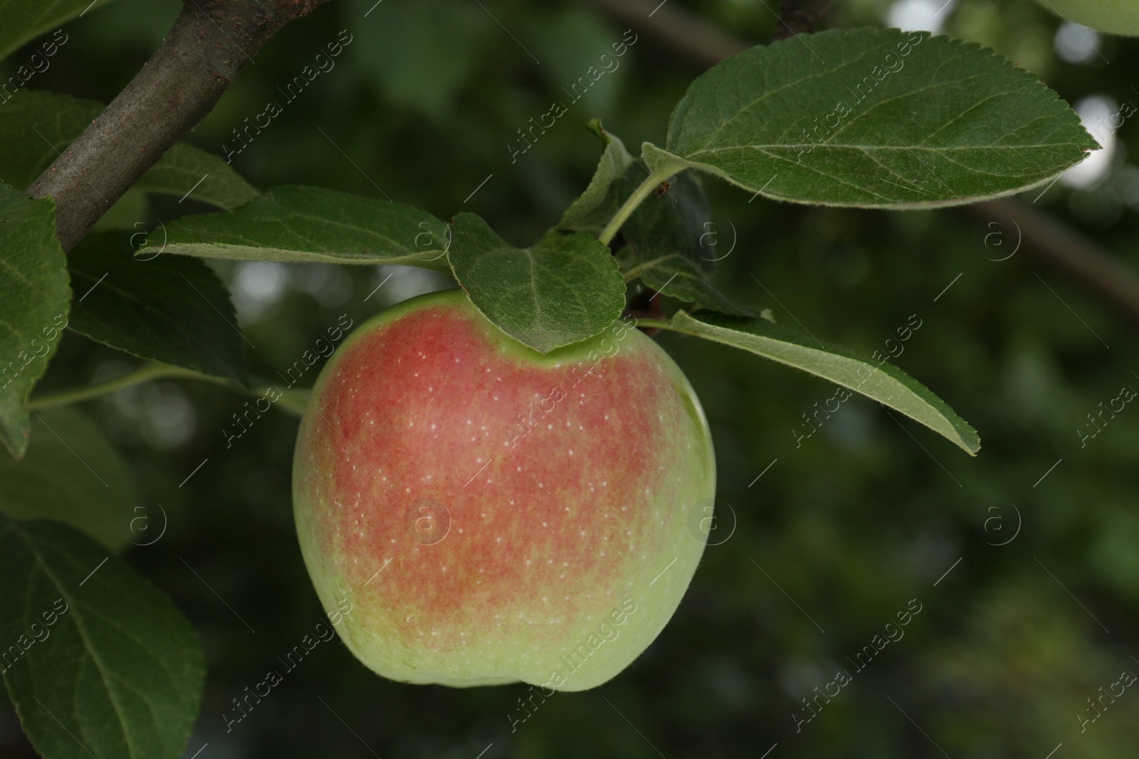 Photo of Apple and leaves on tree branch in garden, closeup