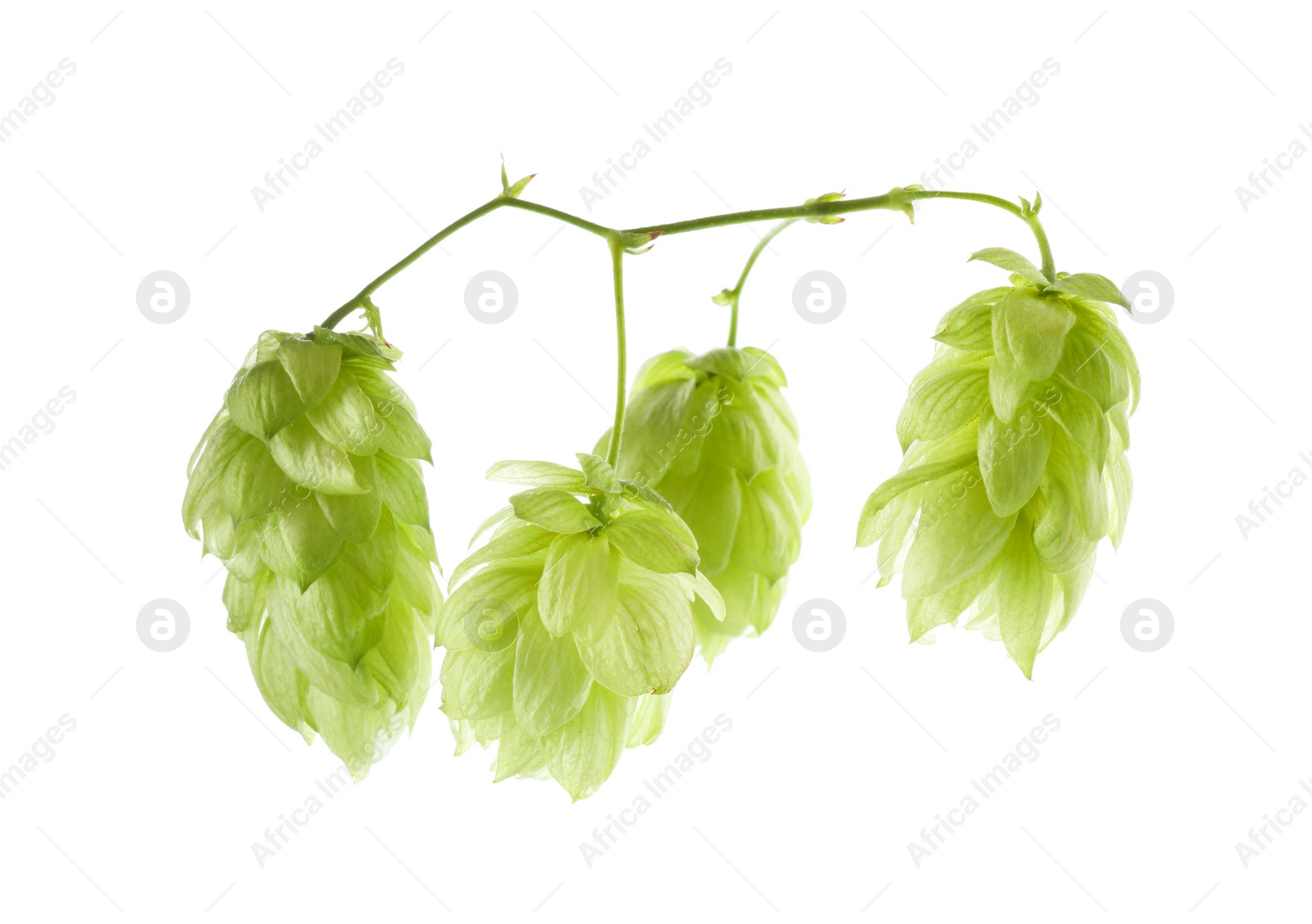 Photo of Branch of fresh green hops on white background