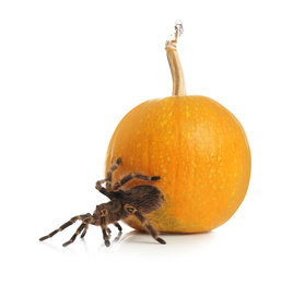 Photo of Striped knee tarantula and pumpkin isolated on white. Halloween celebration