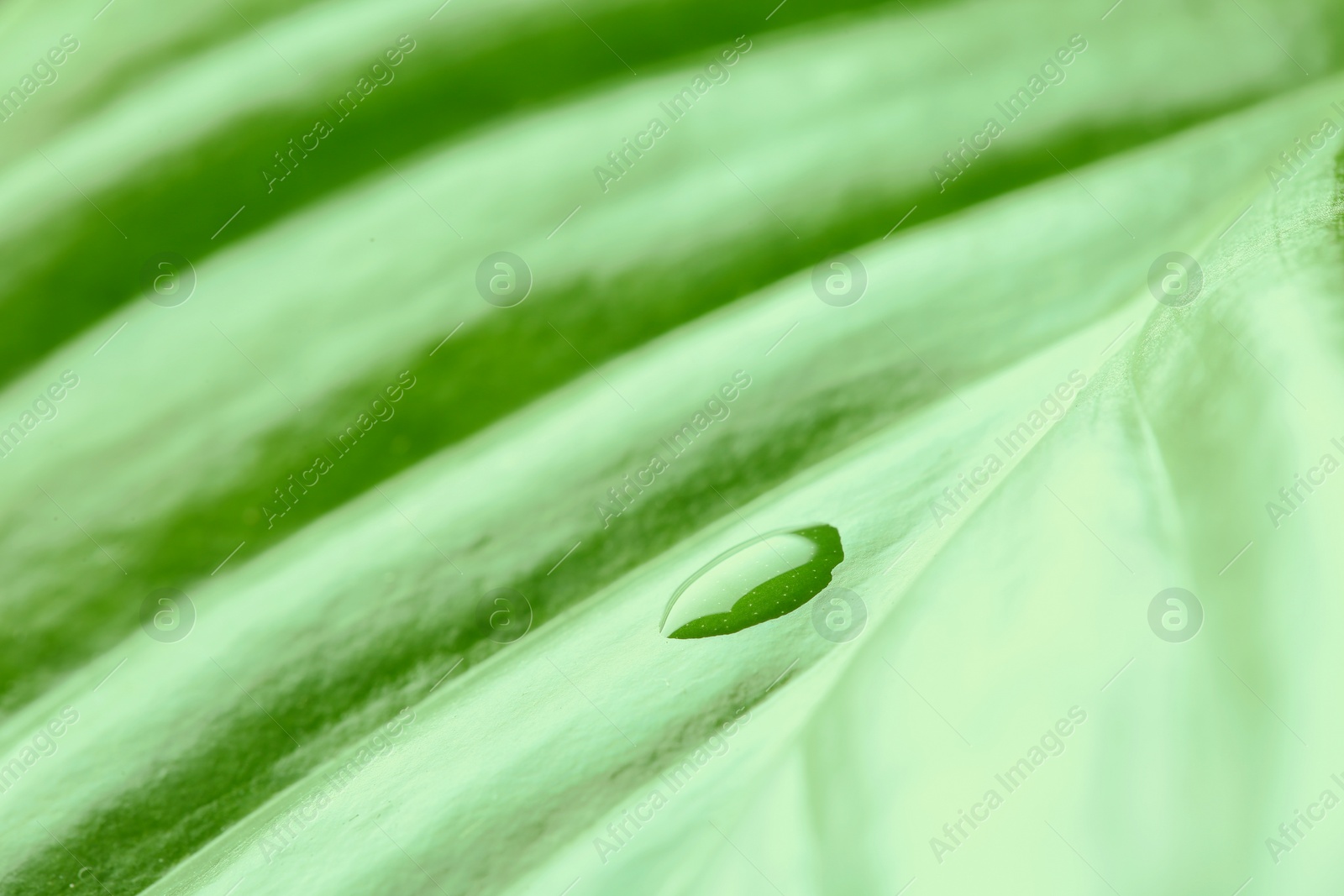 Photo of Macro view of water drop on green leaf