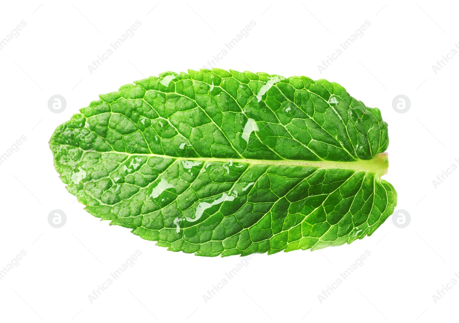 Photo of Green wet leaf of fresh mint isolated on white