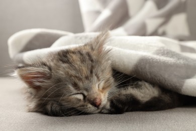Cute kitten sleeping on sofa under blanket