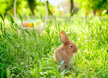 Photo of Cute Easter bunny among green grass, outdoors