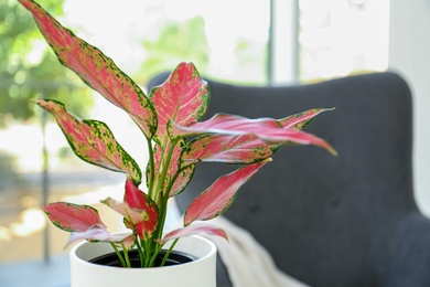 Photo of Beautiful houseplant in room, space for text