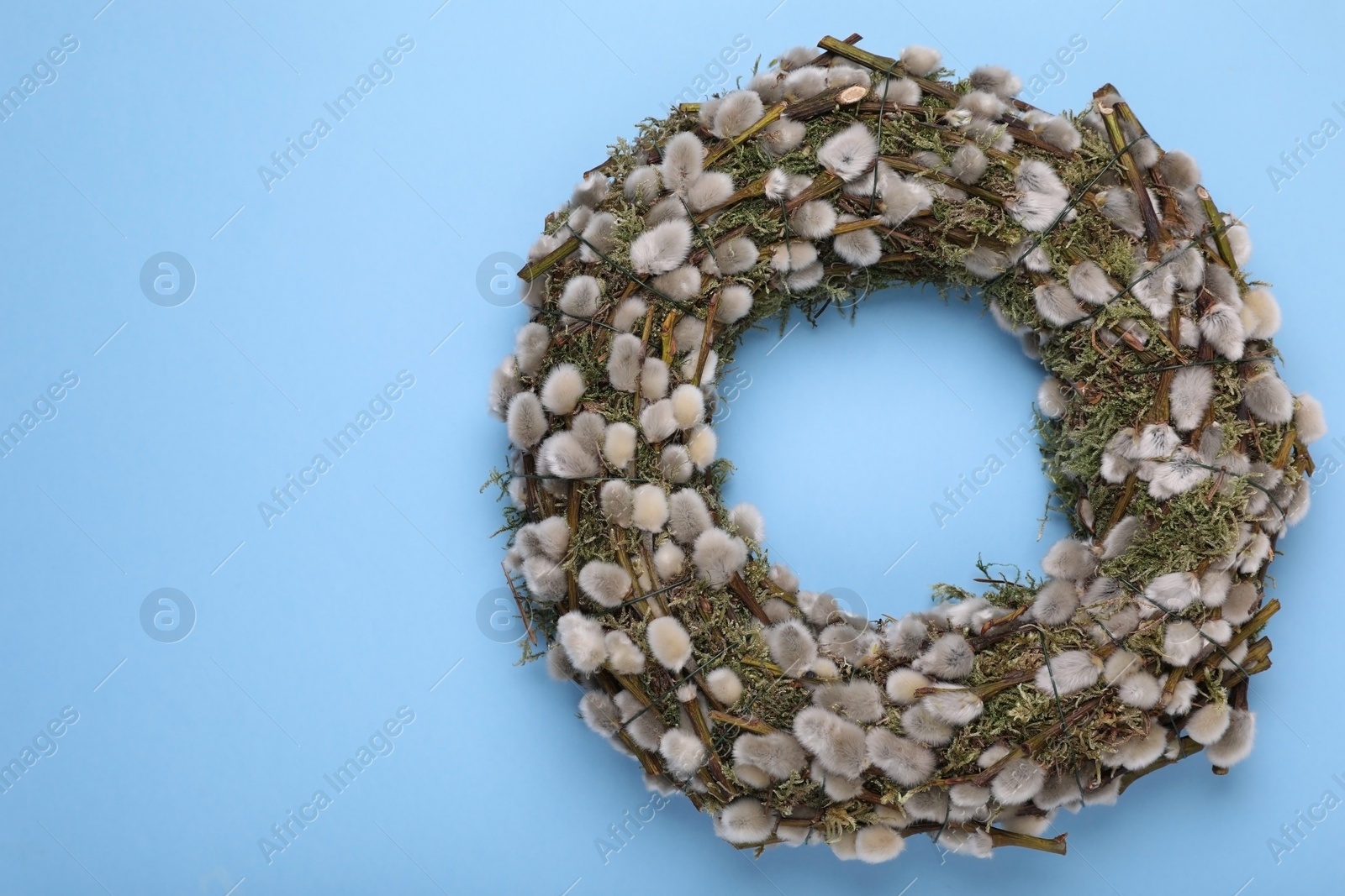 Photo of Wreath made of beautiful willow flowers on light blue background, top view. Space for text
