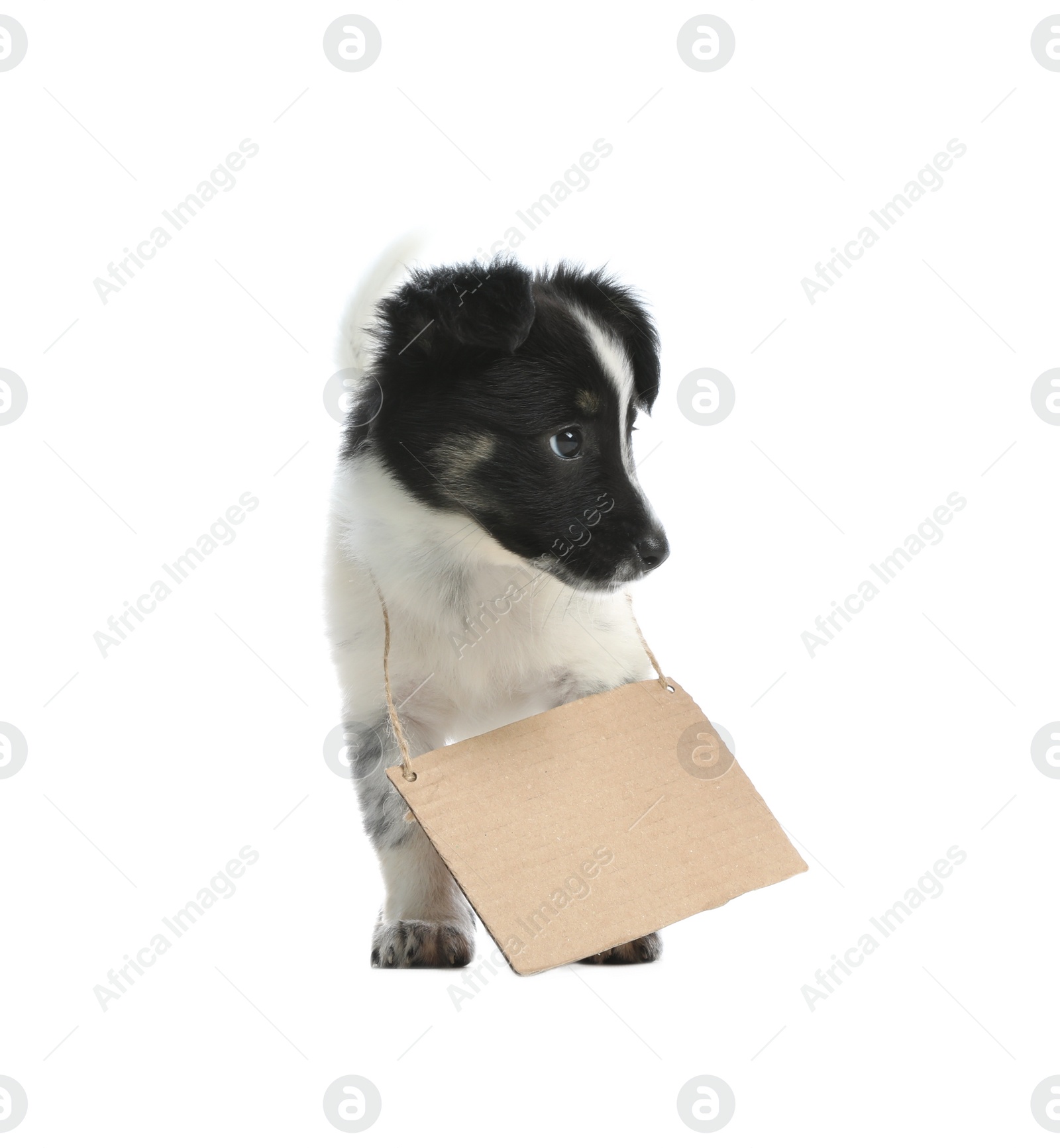 Photo of Cute little dog with blank cardboard sign on white background. Homeless pet