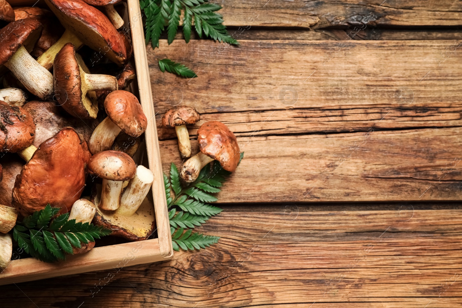 Photo of Fresh wild slippery jack mushrooms on wooden table, flat lay. Space for text