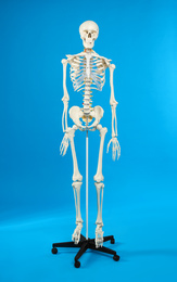Photo of Artificial human skeleton model on blue background