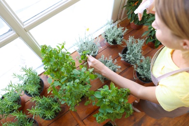 Young woman sprinkling home plants at wooden table indoors, above view