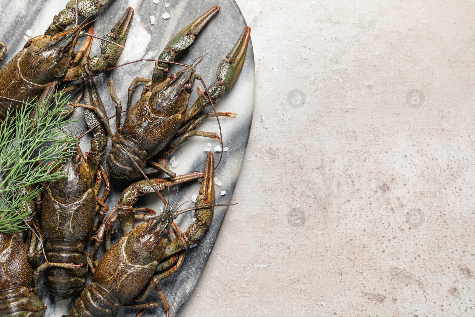 Photo of Fresh raw crayfishes with dill and salt on light grey table, top view. Space for text