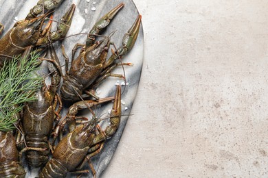 Photo of Fresh raw crayfishes with dill and salt on light grey table, top view. Space for text